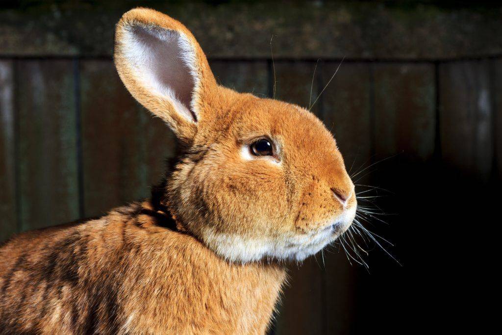 Мокрец у кроликов: чем лечить, мокрую мордочку при инфекционном стоматите