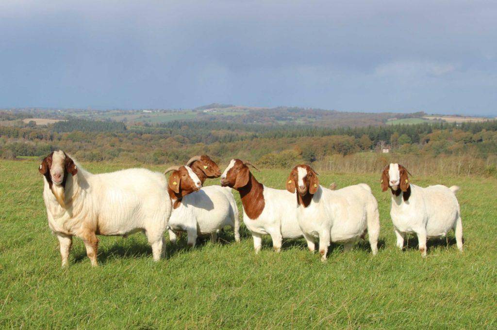 Описание и продуктивность самых популярных молочных пород коз