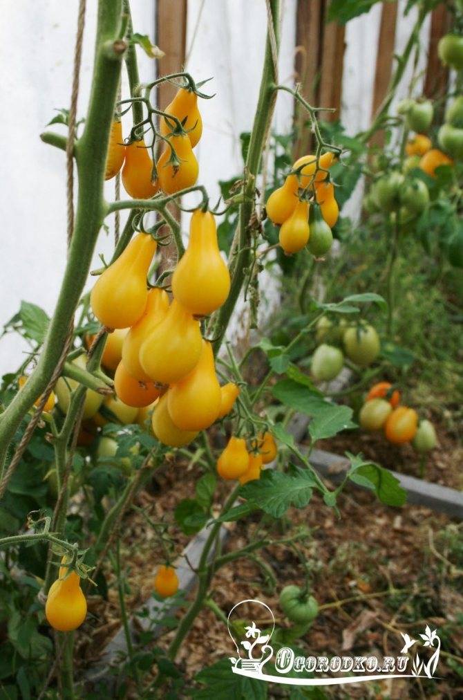 Описание сорта томата медовая капля, его характеристика и урожайность