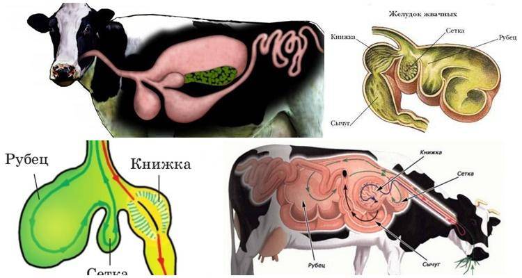 Патологическая анатомия животных