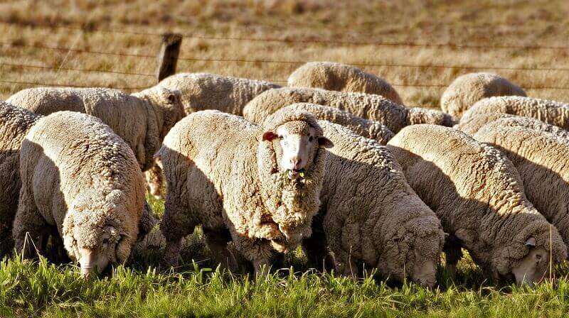 Лучшие породы овец мясной, молочной, шерстной направленности