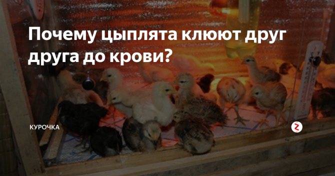 Что делать, если цыплята клюют друг друга до крови?
