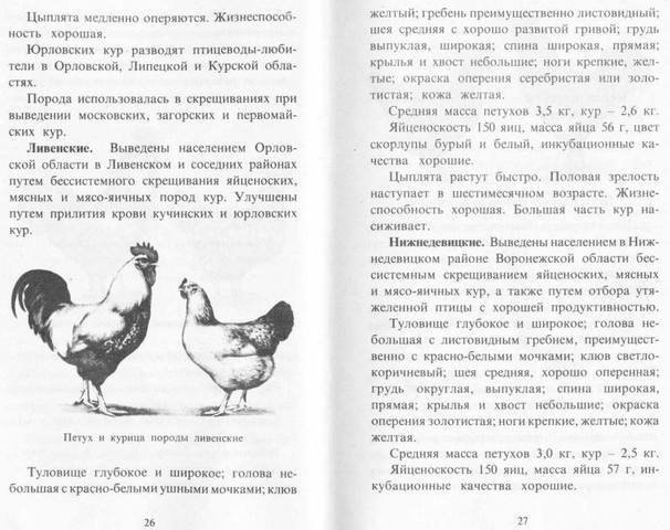 Ливенская ситцевая порода кур: описание, фото, характеристики