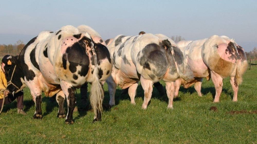 Бельгийская голубая порода: быки, коровы, теленок — фото и видео мясных представителей на moloko-chr.ru