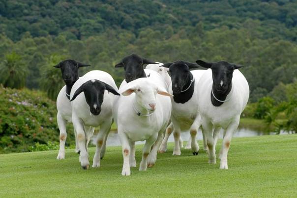 Особенности содержания и разведения овец породы дорпер