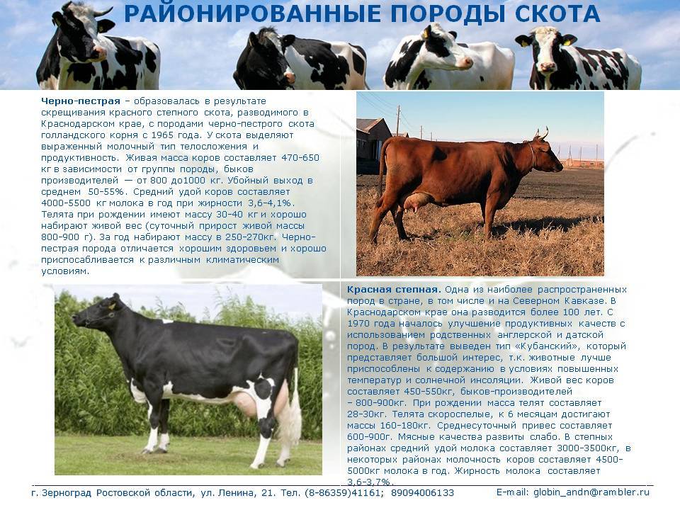 Бурая латвийская порода. бурая латвийская порода коров