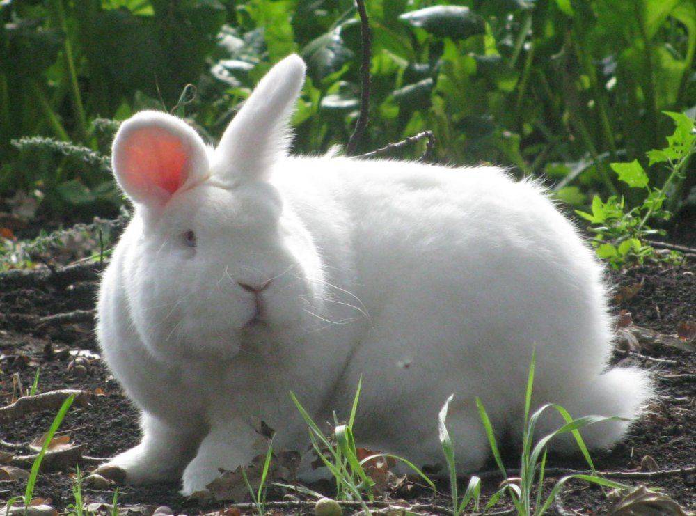 Новозеландский кролик: красный (нзк), белый (нзб), черный (нзч)