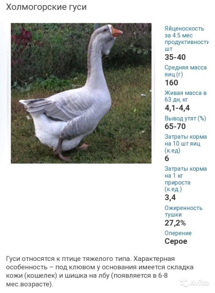 ᐉ сколько весит гусь в среднем? - zoomanji.ru