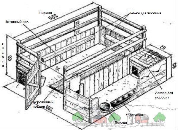 Свинарник своими руками: сооружение и схема строительства своими руками (80 фото)