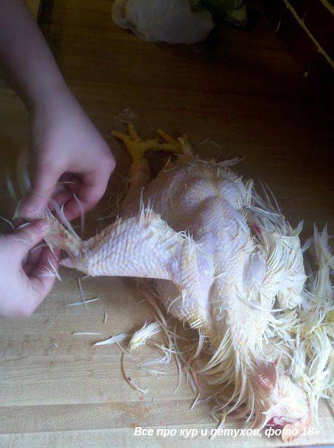 Как ощипать курицу - ощипывание курицы в домашних условиях