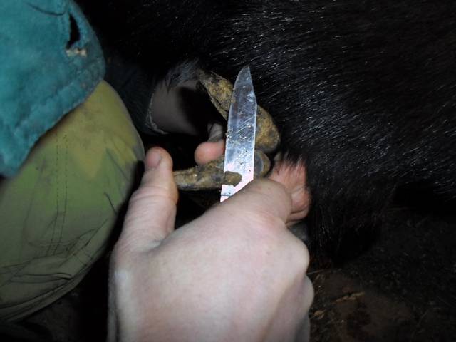 Как обрезать копыта у козы в домашних условиях: правила и инструменты