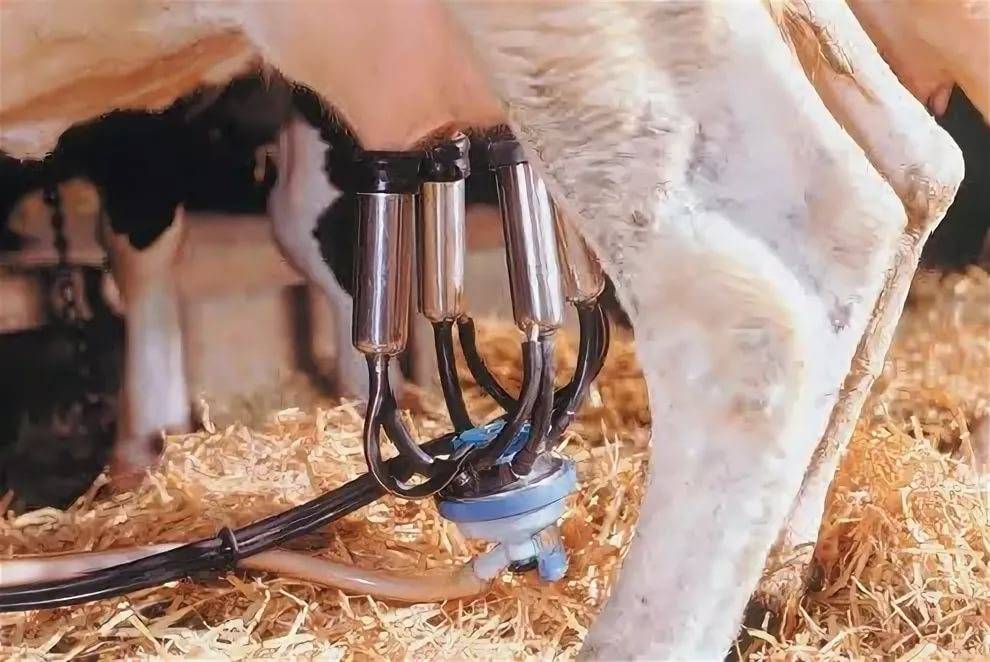Как доить корову: особенности и описание способа доения руками и доильным аппаратом