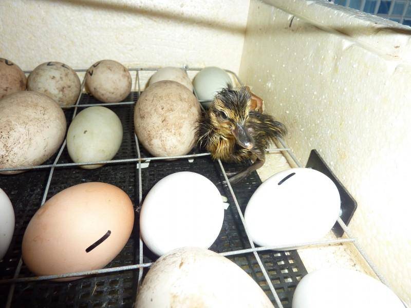 Когда начинают нестись утки: в каком возрасте и как несут яйца?