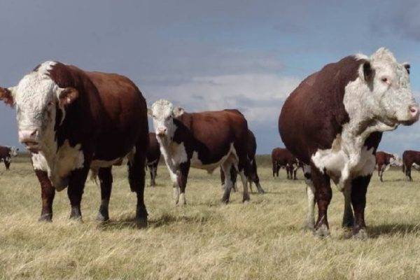 Мясная казахская белоголовая порода коров – характеристика