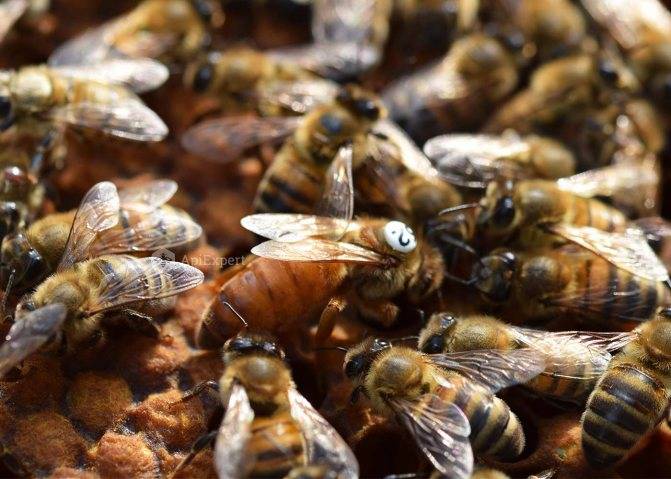 Кавказская порода пчел: разновидности,особенности поведения, описание, характерные особенности