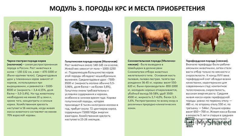 ᐉ герефордская порода: содержание, продуктивность, разведение - zooon.ru