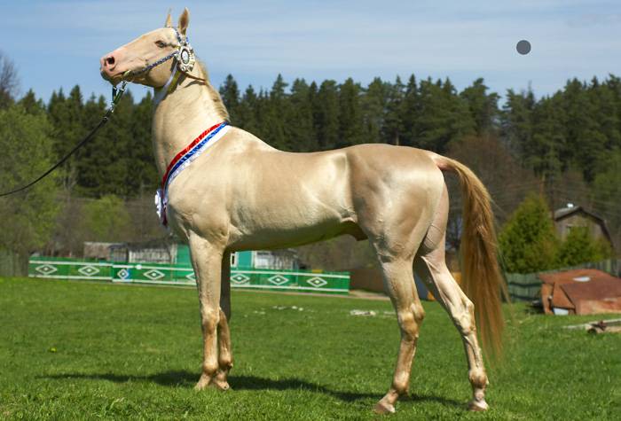 Ахалтекинская лошадь (akhal-teke breed) фото и история породы
