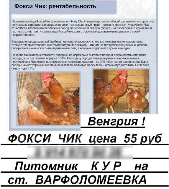 ᐉ фокси чик: описание породы кур, особенности содержания - zooon.ru