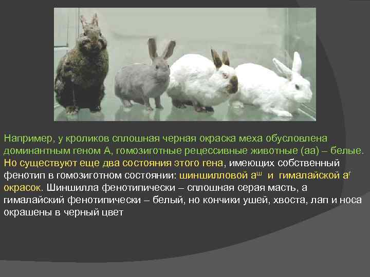 Скрещивание разных пород кроликов.