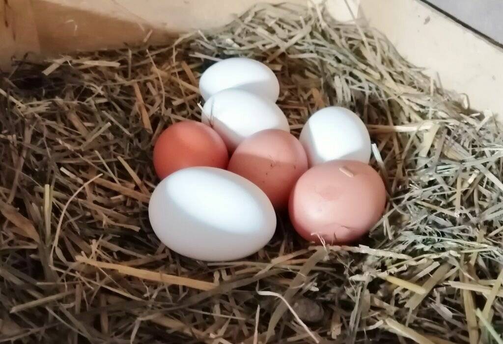 Куры несут мелкие яйца: почему и как с этим бороться?