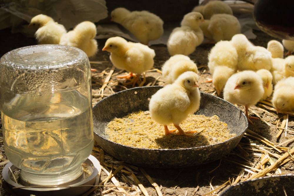 Чем кормить цыплят с первых дней жизни и до взросления в домашних условиях?