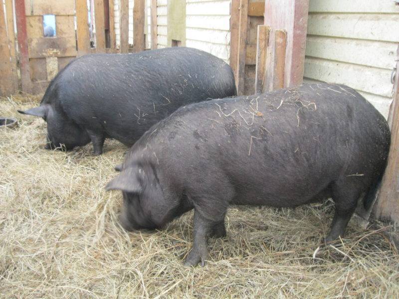 Порода свиней кармалы: описание, характеристика, уход, отзывы