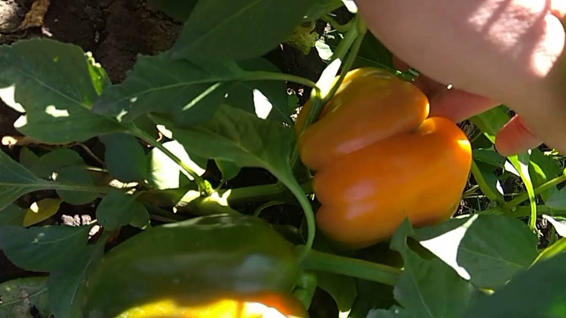 Перец оранжевый красавец: описание урожайного и неприхотливого сорта, отзывы, фото, выращивание, посадка и уход