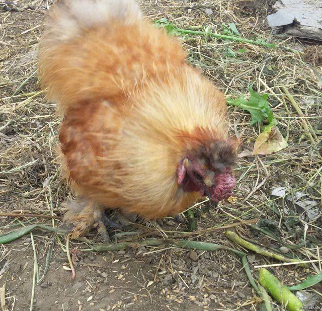 Как петух оплодотворяет курицу: фото, описание, видео