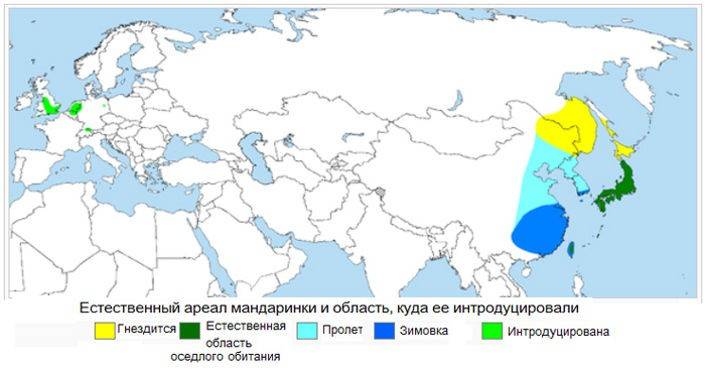 ᐉ дикие утки: общая характеристика, разновидности уток и их описание, основные отличия селезней с фото - zoovet24.ru