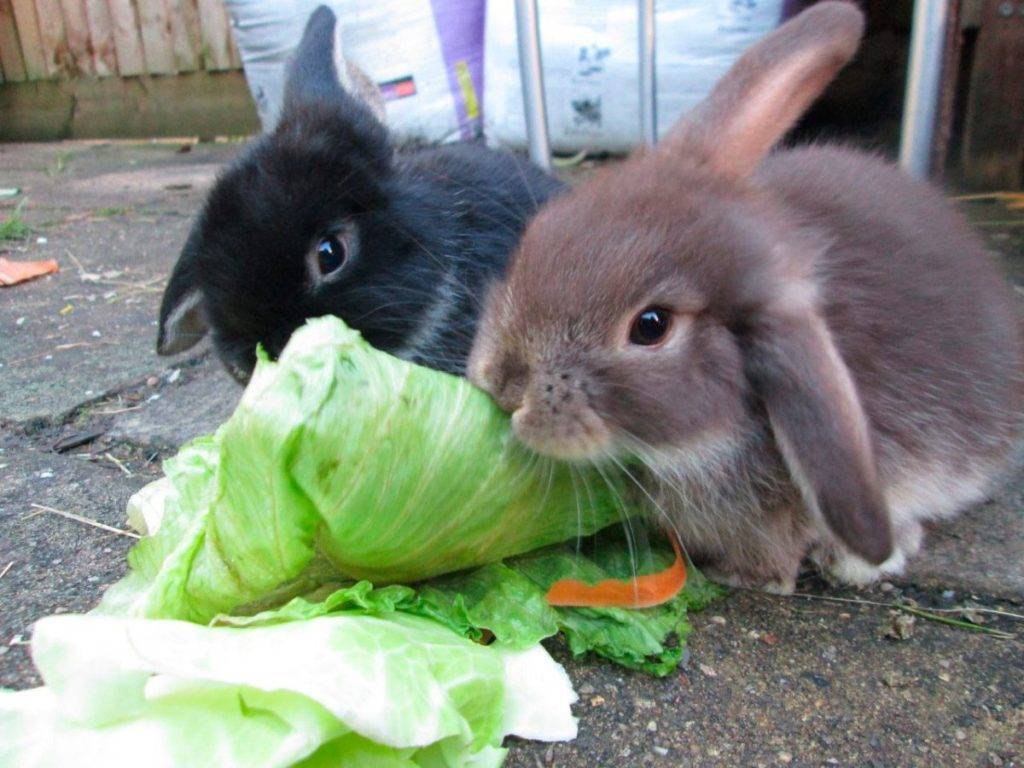 Можно ли давать крапиву кроликам? какую траву можно давать кроликам?