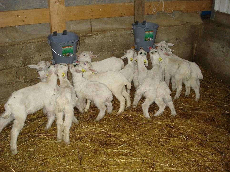 Разведение коз в домашних условиях для начинающих: содержание и уход