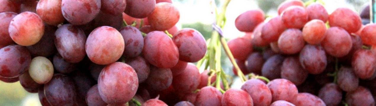 ✅ описание винограда анюта и характеристика сорта - сад62.рф