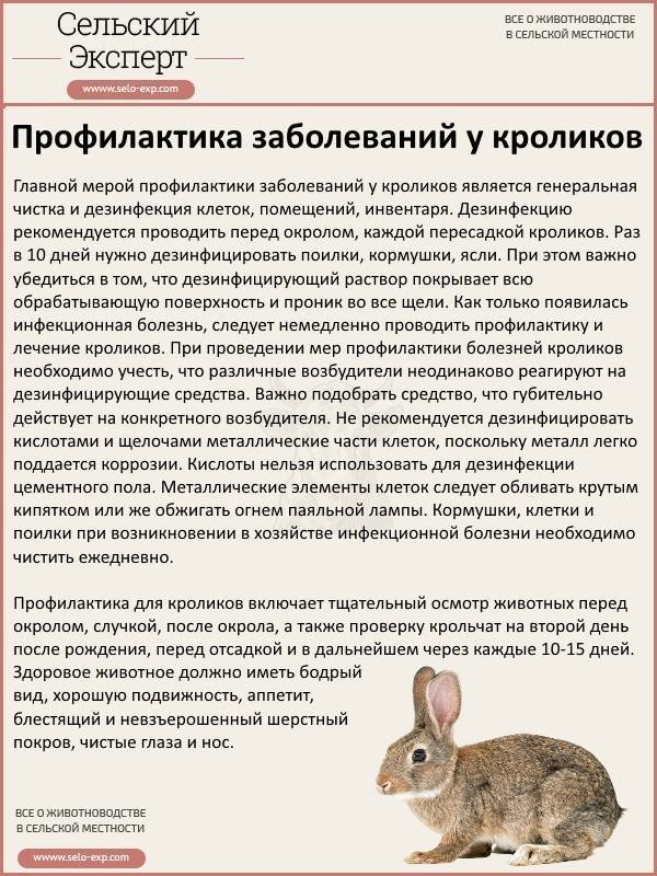 Можно ли кормить кроликов кукурузой: польза и вред употребления