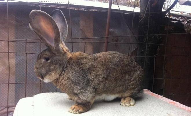 Кролики великаны: описание породы