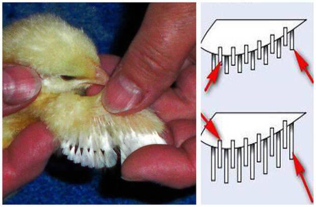Определяем пол цыпленка: как отличить петушка от курочки в суточном, недельном и месячном возрасте