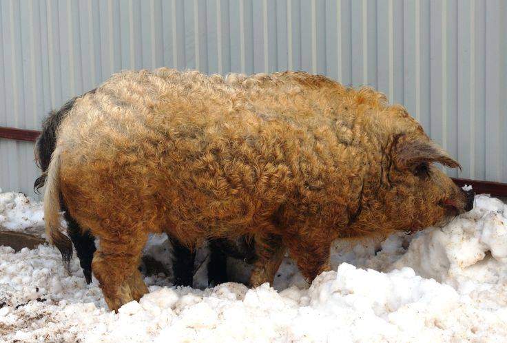 Порода свиней венгерская мангалица: особенности разведения и выращивания