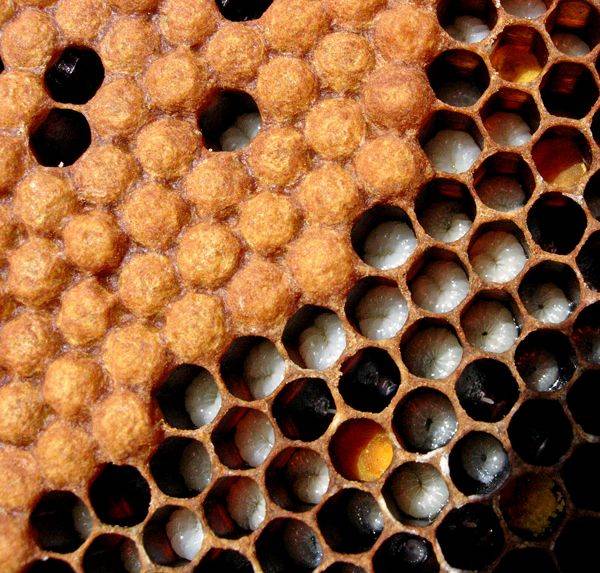 Пчелиные яйца в сотах фото