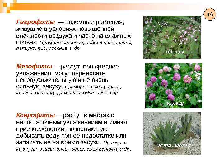 Особенности подкормки цветов весной на даче: выбор удобрений, правила применения