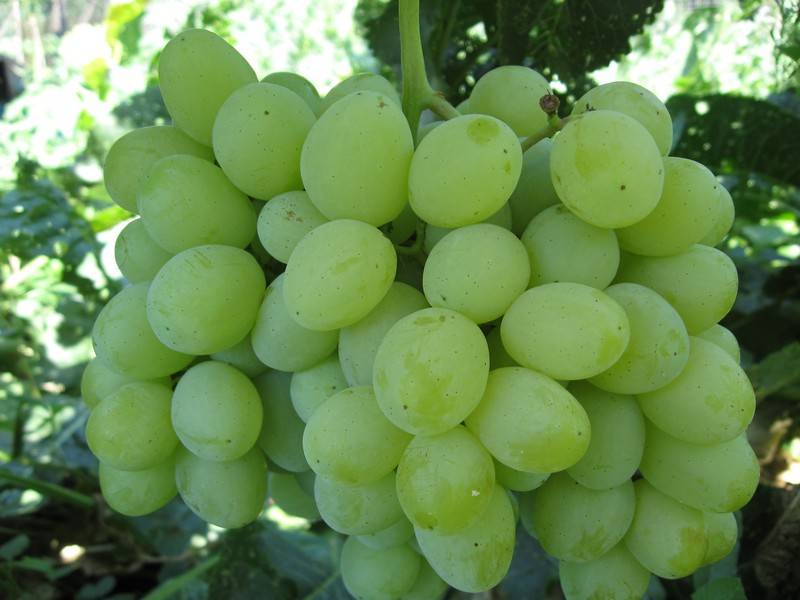 Виноград лорано: описание сорта, выращивание, фото, отзывы