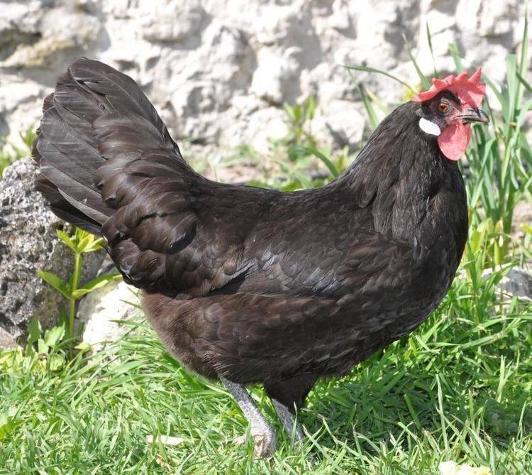 Московская черная порода кур: характеристика и описание, особенности содержания