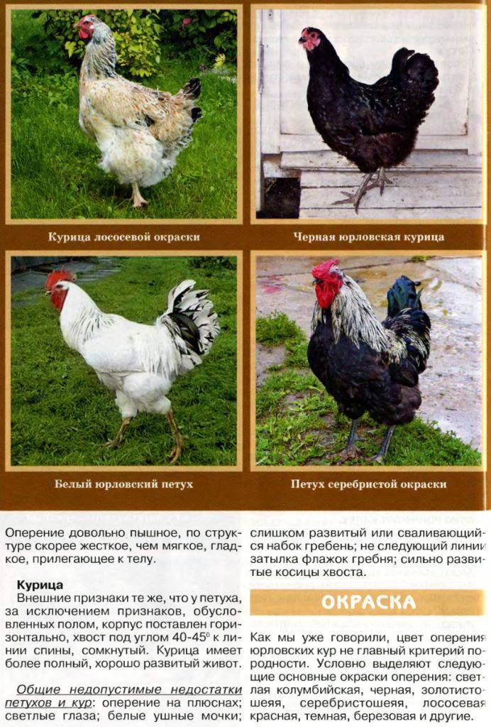 Кубанская красная порода кур: описание, отзывы