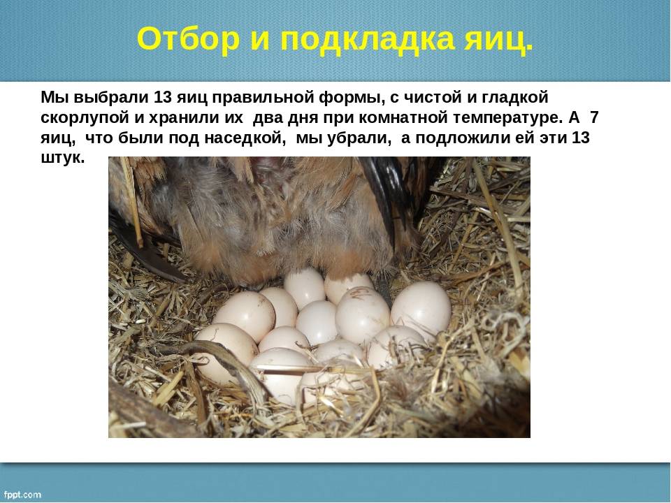 Какое количество времени курица высиживает яйца: выбираем наседку