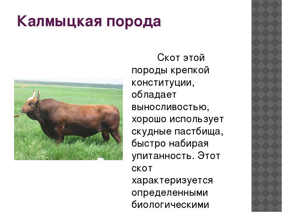 Комолая корова: описание и характеристики, топ-5 пород и их содержание