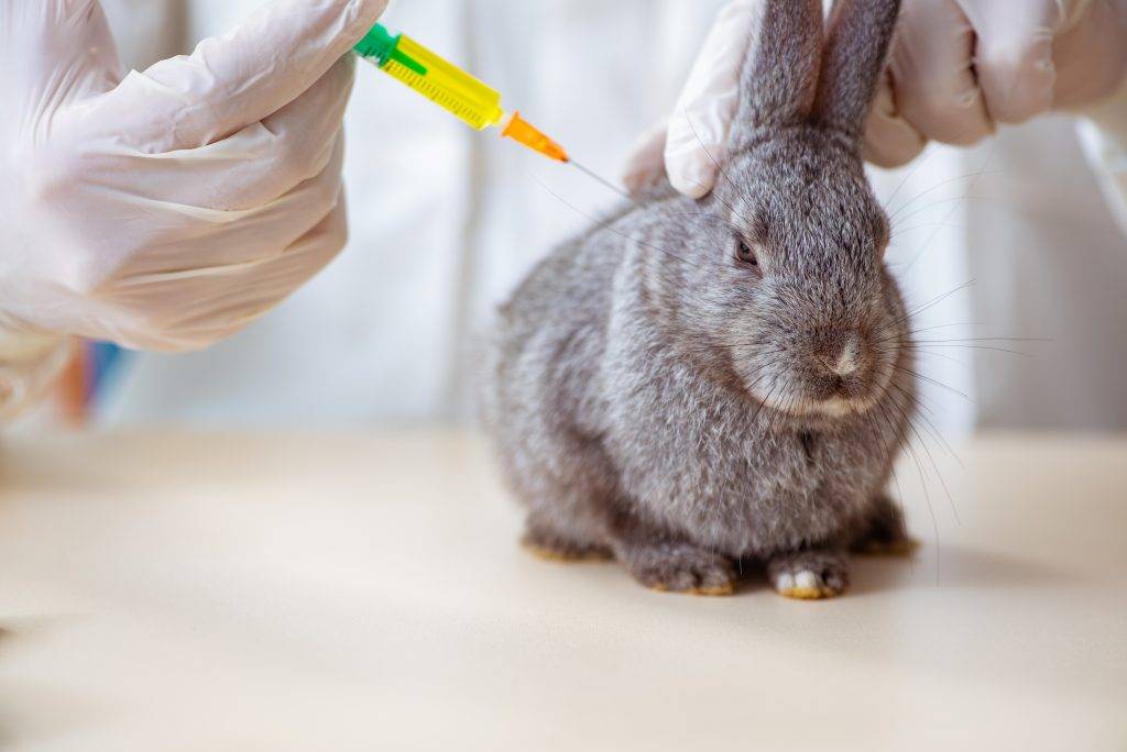 Правила вакцинации кроликов: какие делать прививки, как и когда, схемы