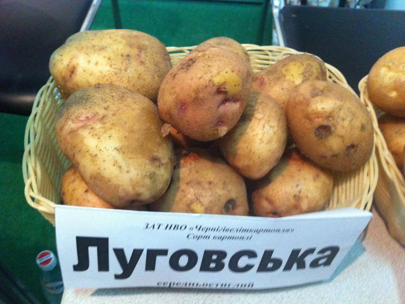 Картофель Жуковский ранний: основные характеристики