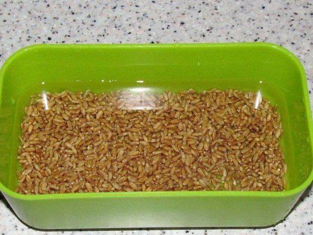 Как прорастить пшеницу для кур в домашних условиях