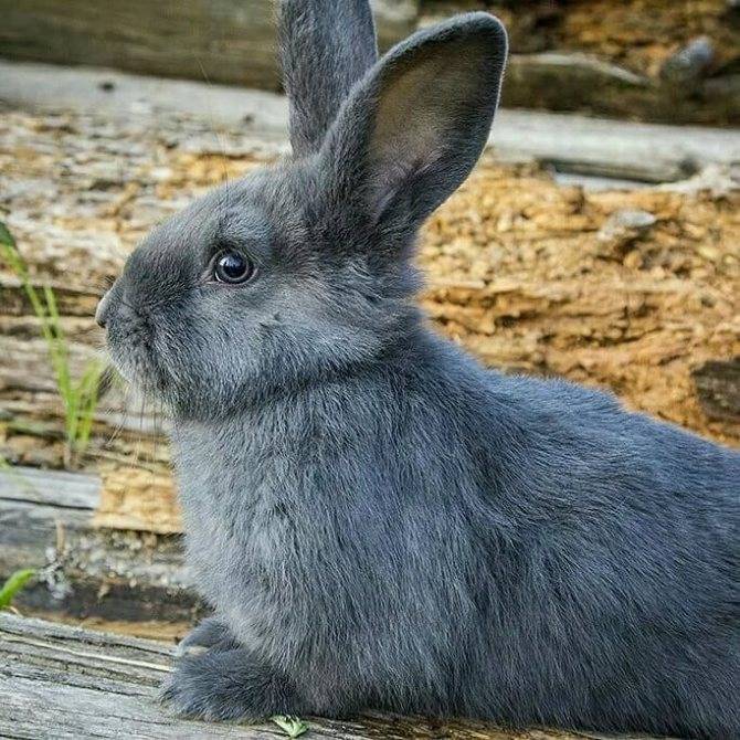 Кролик венский голубой: описание и характеристика породы, содержание и разведение, болезни и лечение