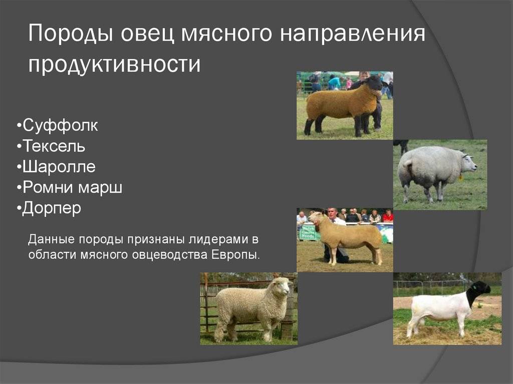 Породы овец с фотографиями и названиями. лучшие породы овец: характеристика видов, особенности их содержания