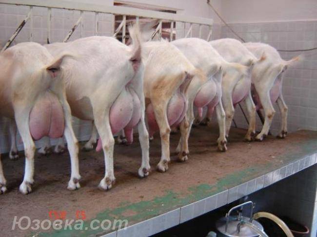 Как открыть фермерское хозяйство по производству козьего молока
