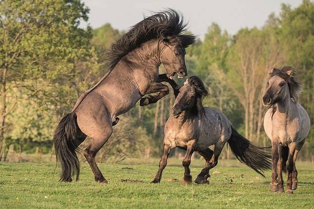 ᐉ спаривание лошадей: методы спариванияи и подготовка к процессу - zooon.ru